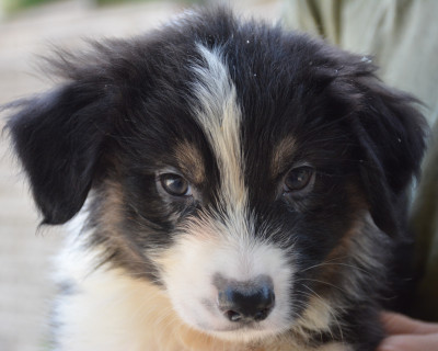 Les chiots de Berger Australien