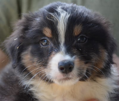 Les chiots de Berger Australien