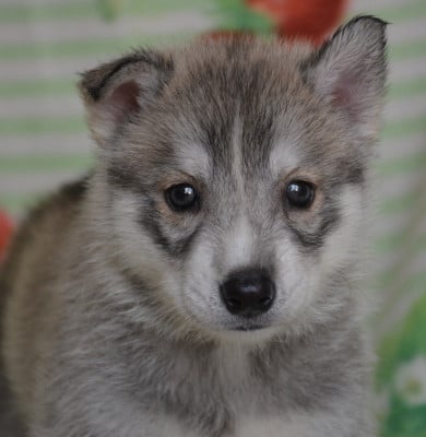 Les chiots de Siberian Husky