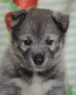 Les chiots de Siberian Husky