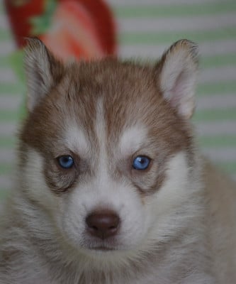 Les chiots de Siberian Husky