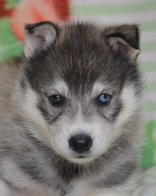 Les chiots de Siberian Husky