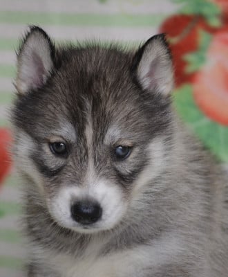 Les chiots de Siberian Husky