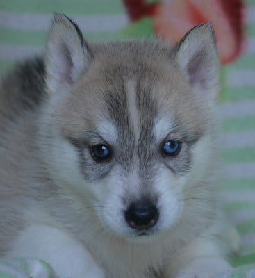 Les chiots de Siberian Husky