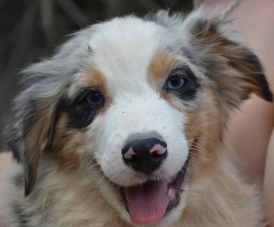 Les chiots de Berger Australien