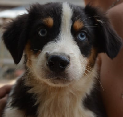 Les chiots de Berger Australien