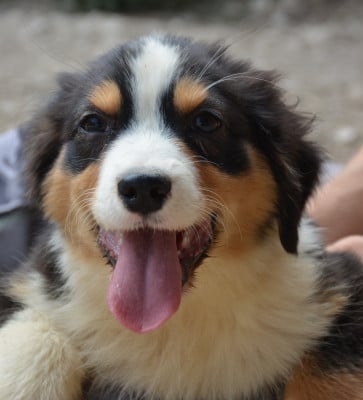 Les chiots de Berger Australien