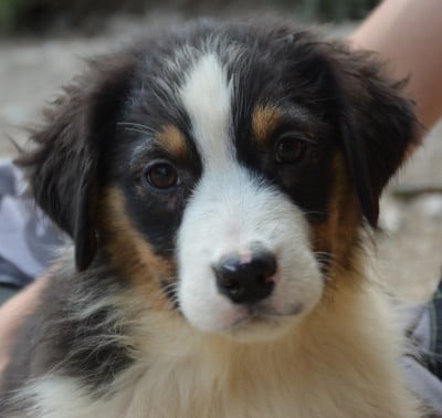 Les chiots de Berger Australien