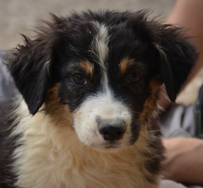 Les chiots de Berger Australien