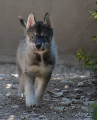 Les chiots de Siberian Husky