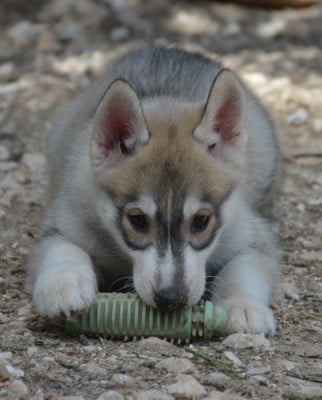 Les chiots de Siberian Husky