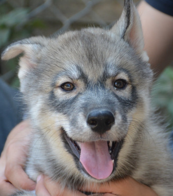 Les chiots de Siberian Husky