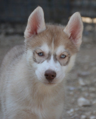Les chiots de Siberian Husky