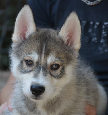 Les chiots de Siberian Husky