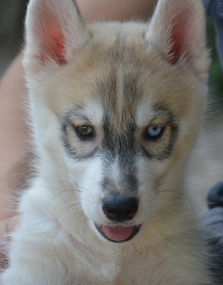 Les chiots de Siberian Husky