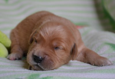 Les chiots de Golden Retriever