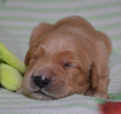 Les chiots de Golden Retriever