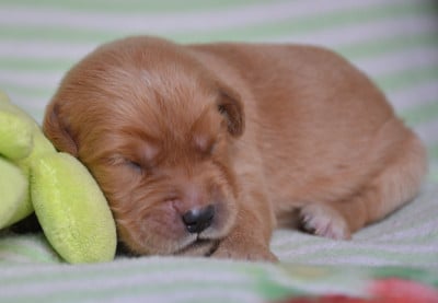 Les chiots de Golden Retriever
