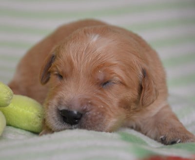 Les chiots de Golden Retriever