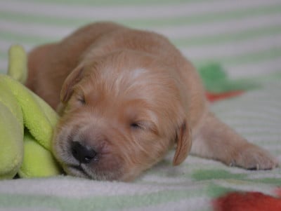 Les chiots de Golden Retriever