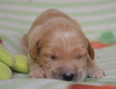 Les chiots de Golden Retriever