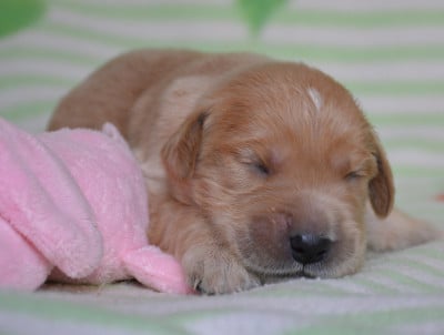 Les chiots de Golden Retriever