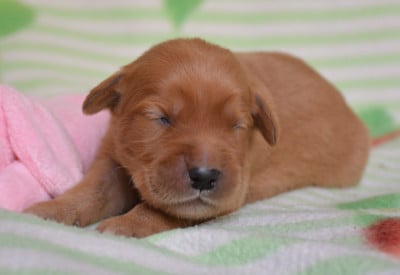 Les chiots de Golden Retriever