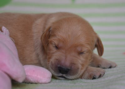 Les chiots de Golden Retriever