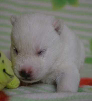 Les chiots de Siberian Husky