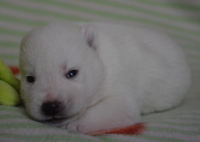 Les chiots de Siberian Husky