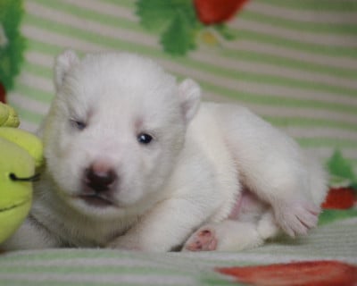 Les chiots de Siberian Husky