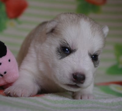 Les chiots de Siberian Husky