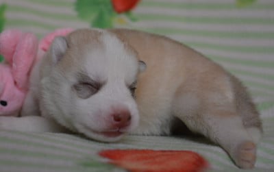 Les chiots de Siberian Husky