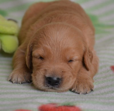 Les chiots de Golden Retriever