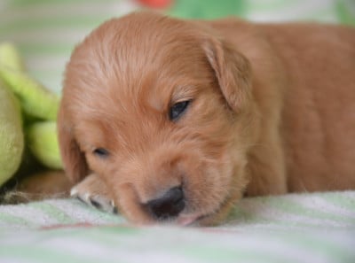 Les chiots de Golden Retriever