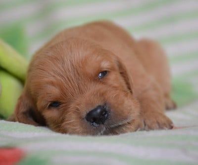 Les chiots de Golden Retriever
