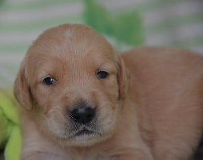 Les chiots de Golden Retriever