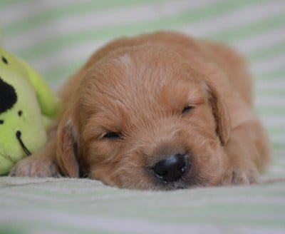 Les chiots de Golden Retriever