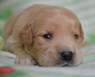 Les chiots de Golden Retriever