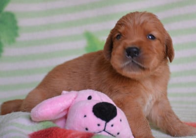 Les chiots de Golden Retriever