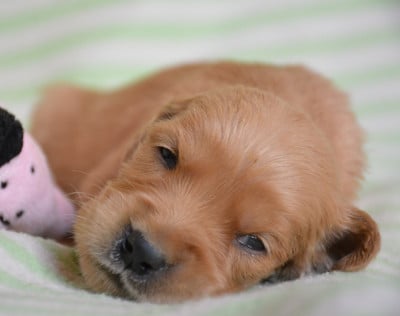 Les chiots de Golden Retriever