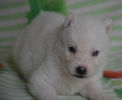 Les chiots de Siberian Husky