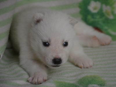Les chiots de Siberian Husky