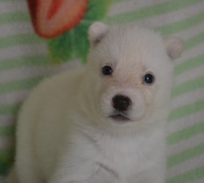 Les chiots de Siberian Husky