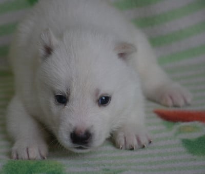 Les chiots de Siberian Husky
