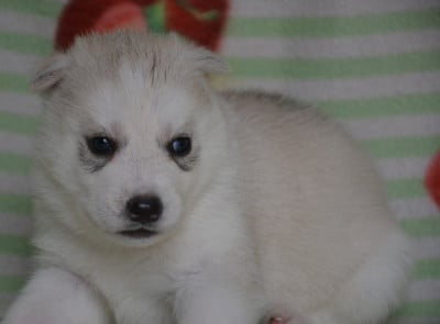 Les chiots de Siberian Husky
