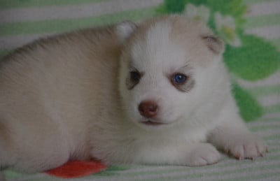 Les chiots de Siberian Husky