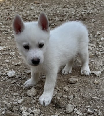 Les chiots de Siberian Husky