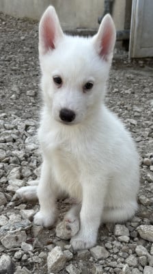 Les chiots de Siberian Husky