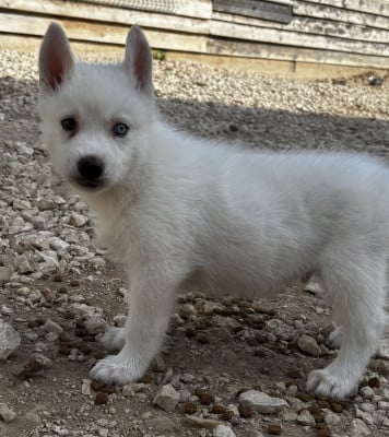Les chiots de Siberian Husky